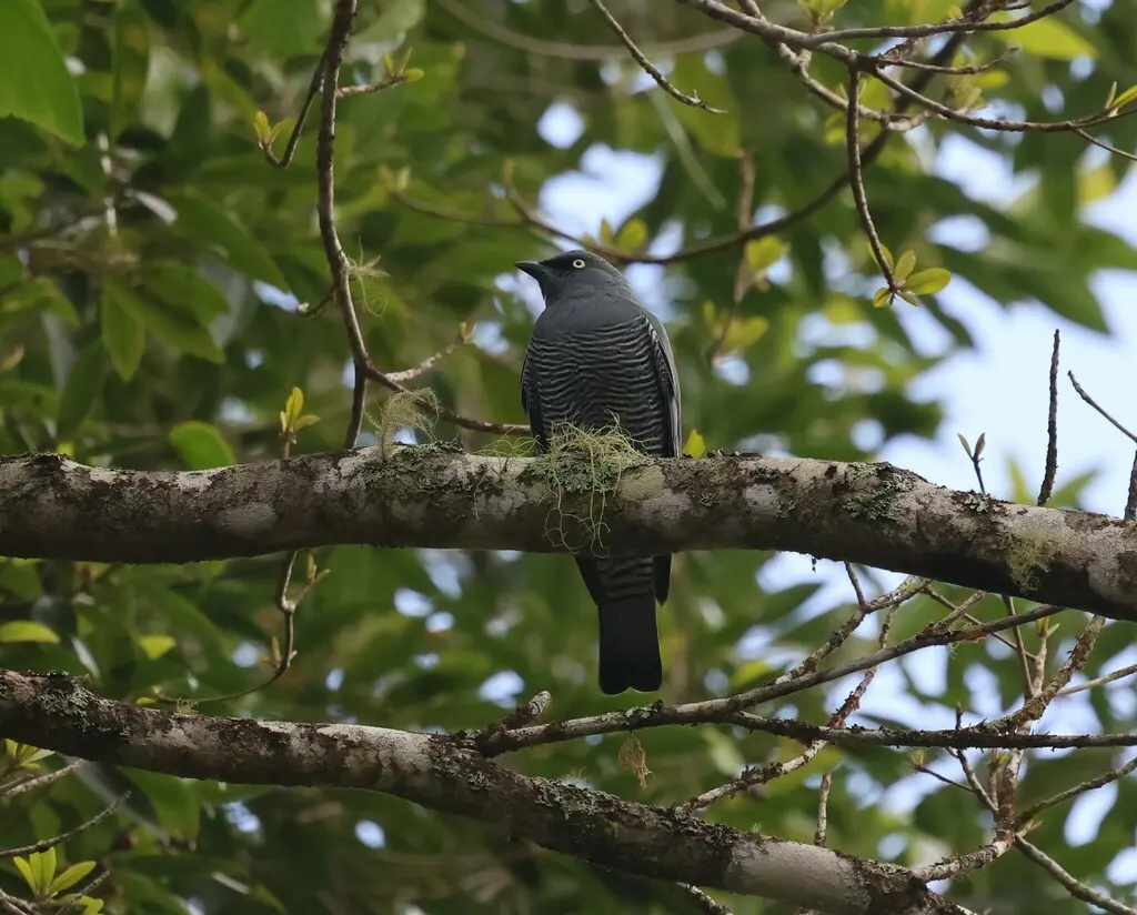 黄眼鹃鵙(Coracina lineata)