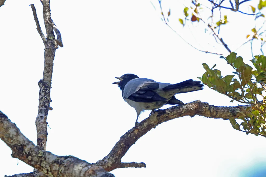黑冠鹃鵙(Coracina longicauda)