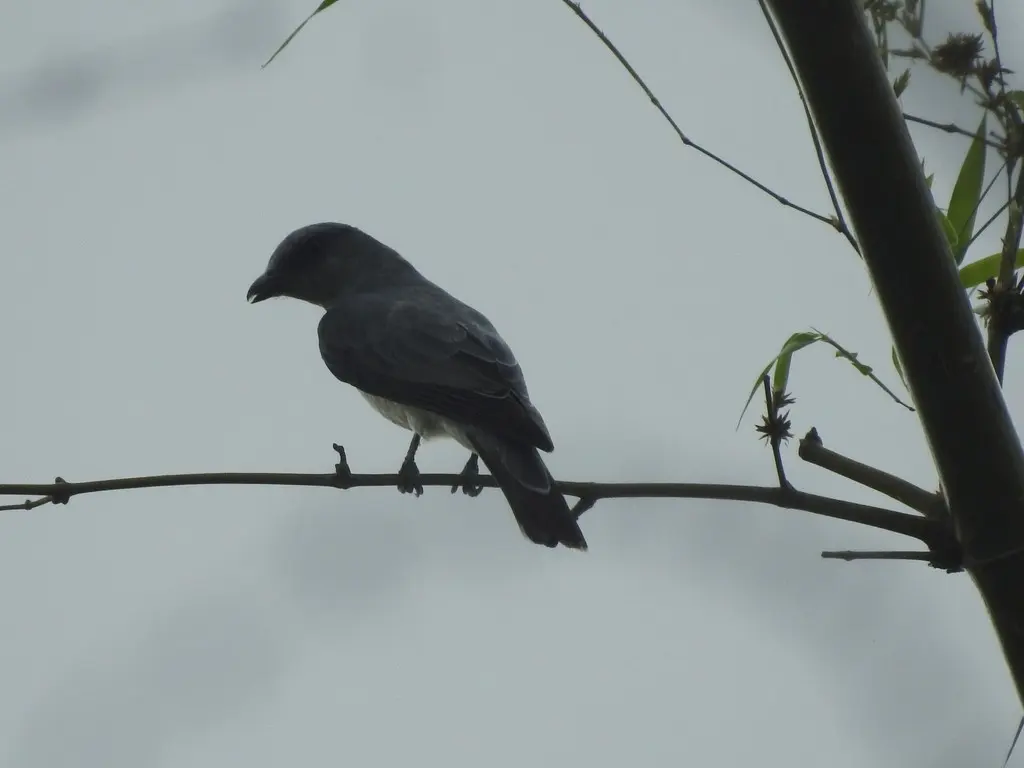 印度鹃鵙(Coracina macei)