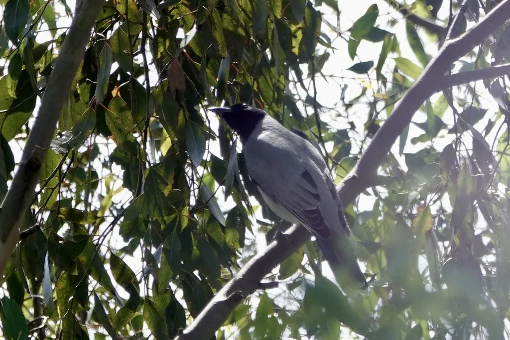 黑脸鹃鵙(Coracina novaehollandiae)
