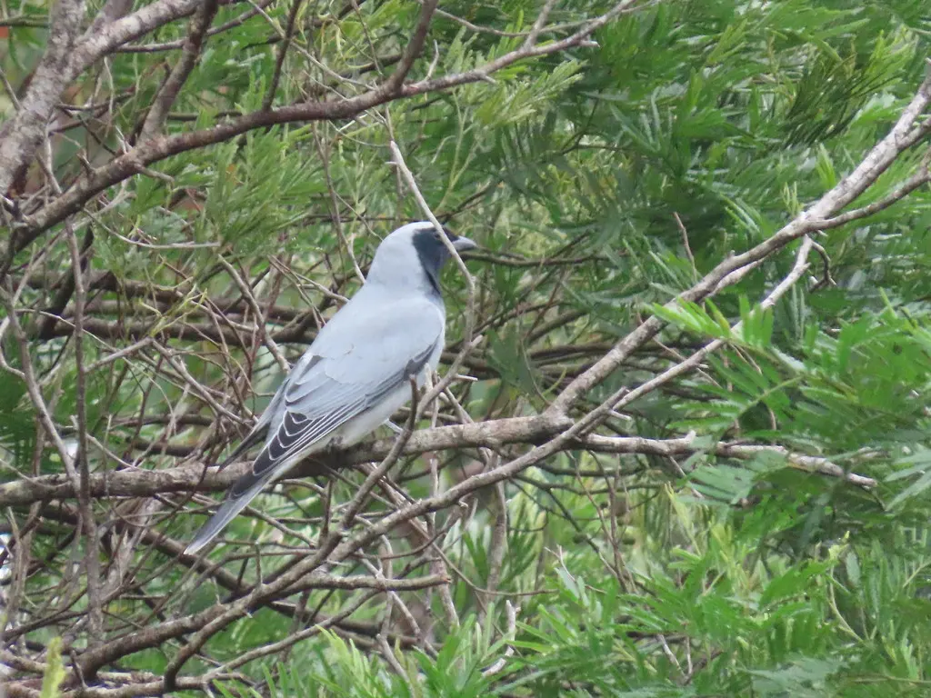 黑脸鹃鵙(Coracina novaehollandiae)