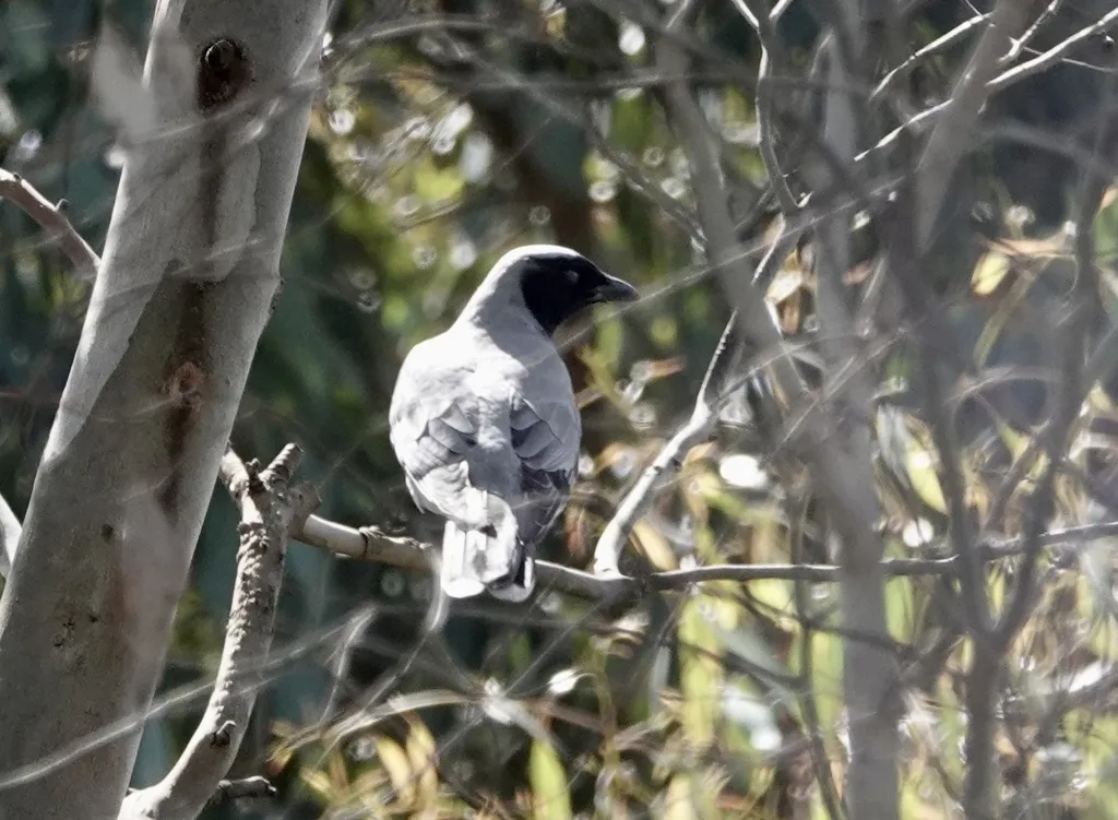 黑脸鹃鵙(Coracina novaehollandiae)