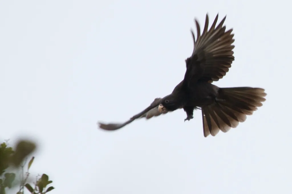 马岛小鹦鹉(Coracopsis nigra)