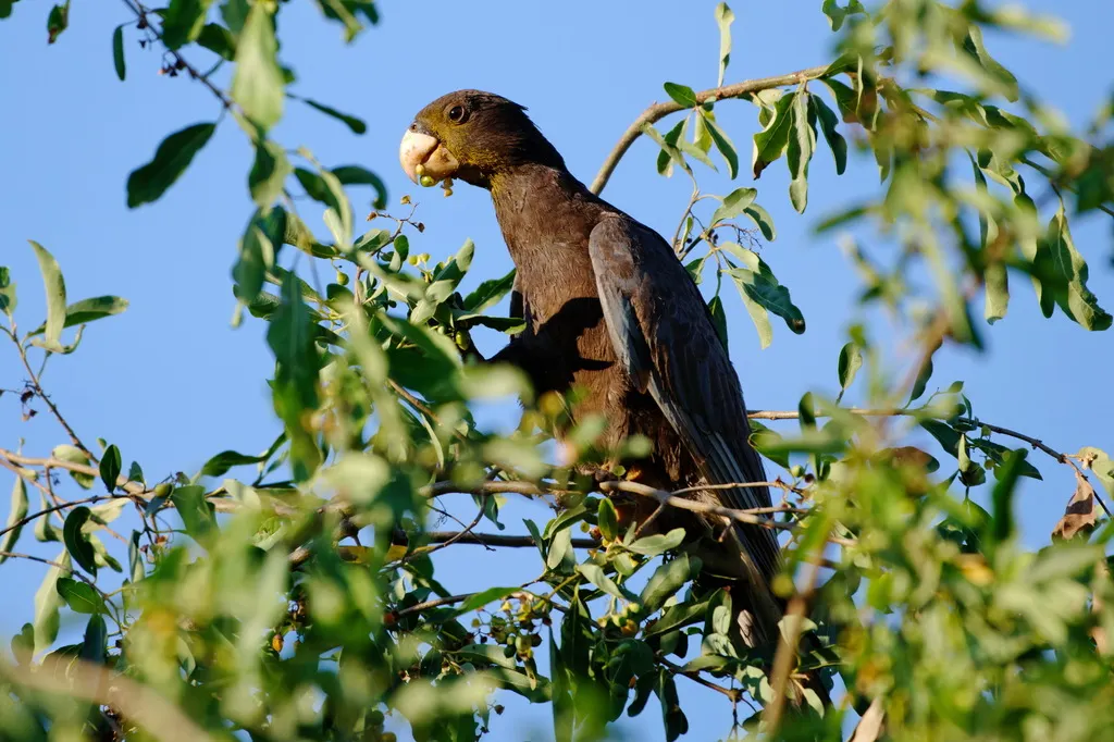 马岛鹦鹉(Coracopsis vasa)