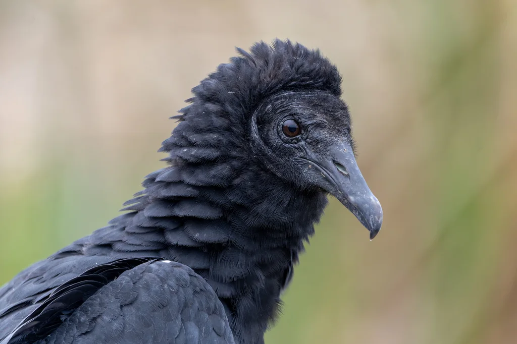 黑头美洲鹫(Coragyps atratus)