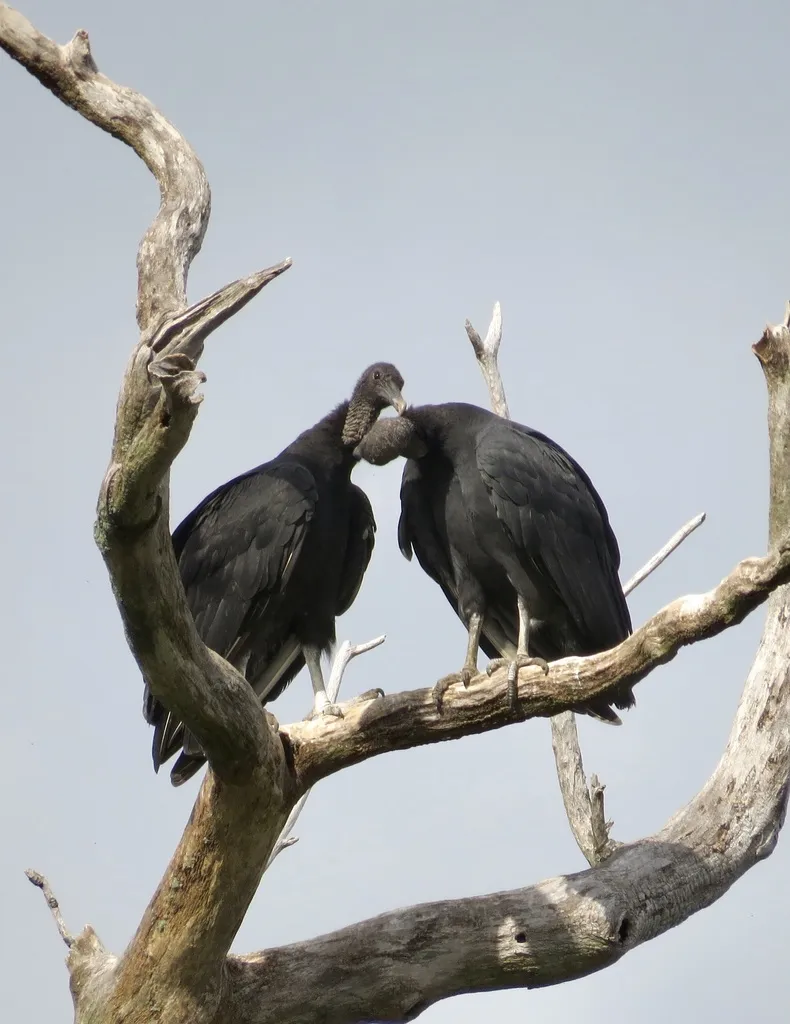 黑头美洲鹫(Coragyps atratus)