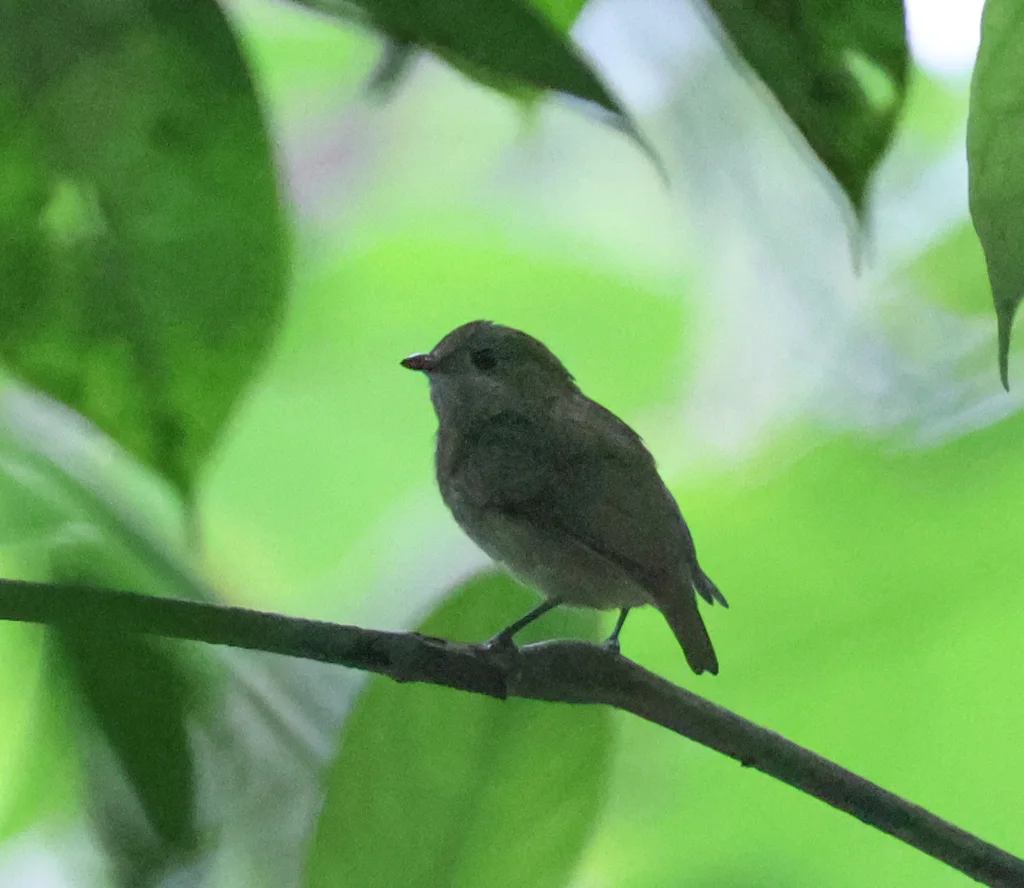 中美白皱领娇鹟(Corapipo altera)