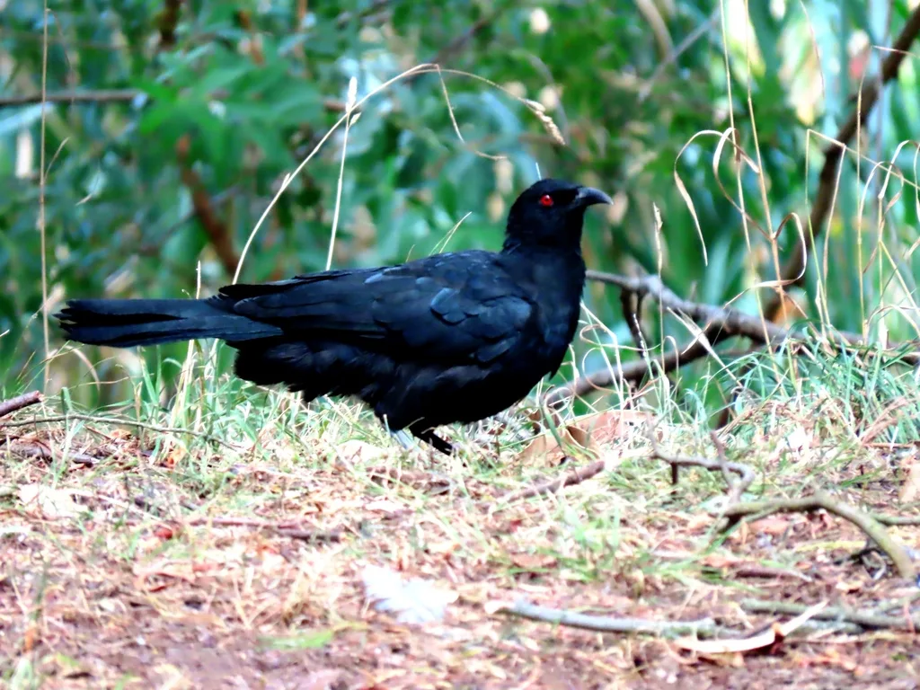 白翅澳鸦(Corcorax melanorhamphos)