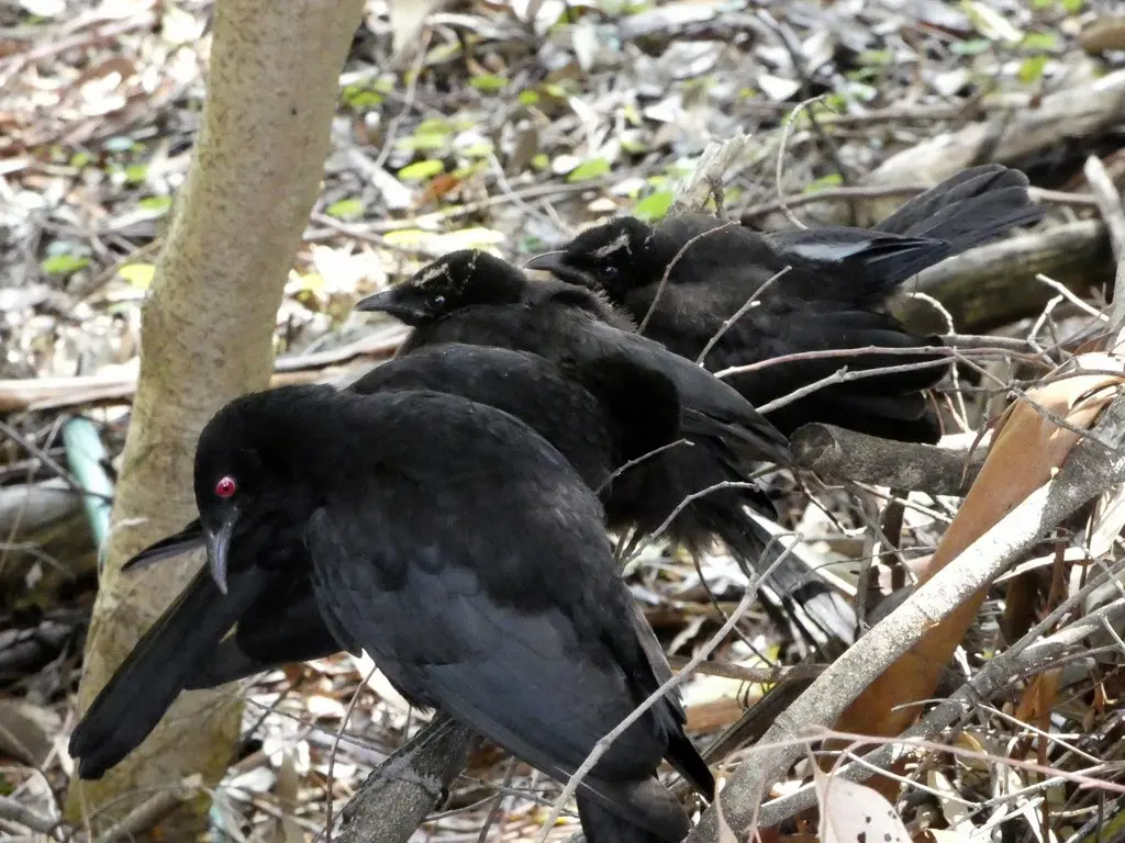 白翅澳鸦(Corcorax melanorhamphos)