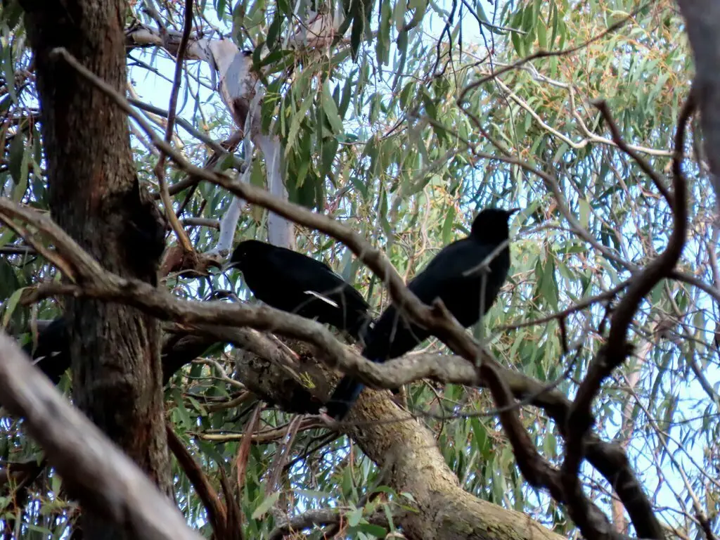 白翅澳鸦(Corcorax melanorhamphos)