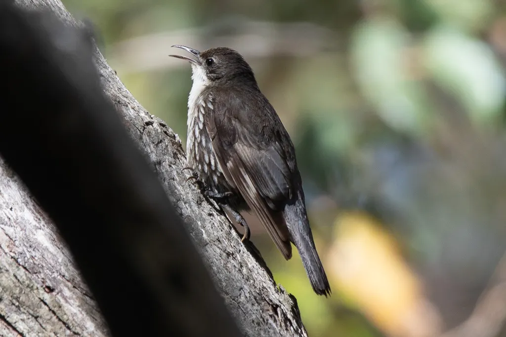 白喉短嘴旋木雀(Cormobates leucophaea)