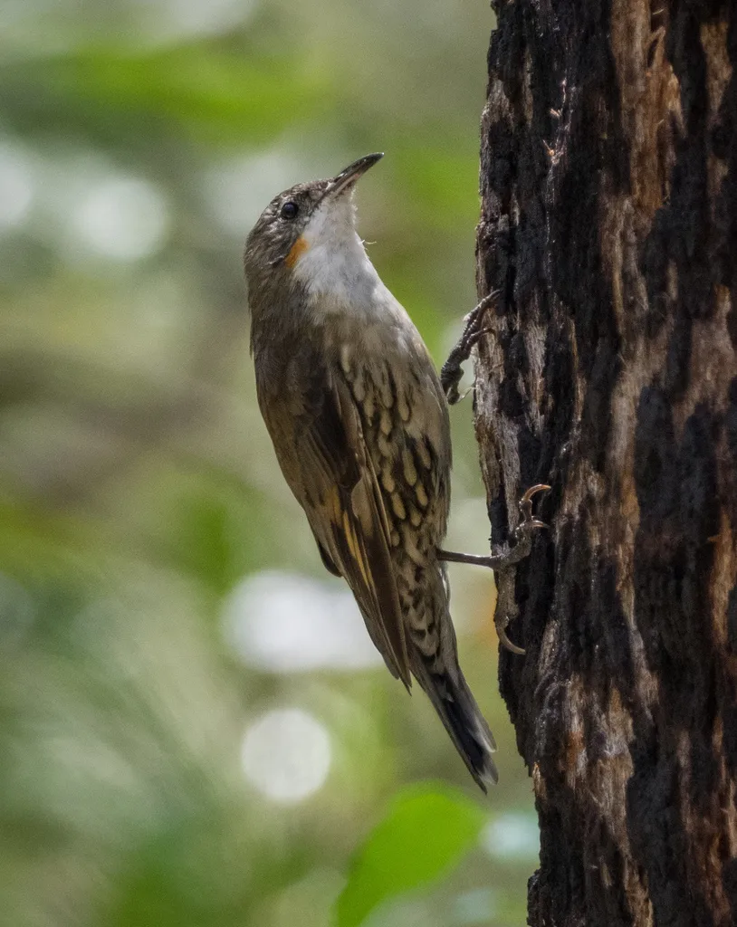 白喉短嘴旋木雀(Cormobates leucophaea)