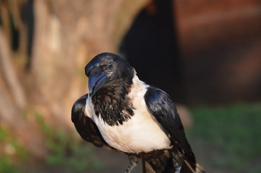 非洲白颈鸦(Corvus albus)