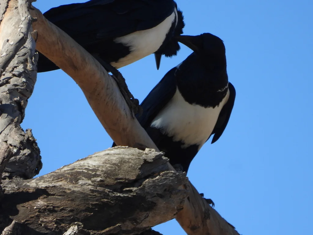 非洲白颈鸦(Corvus albus)