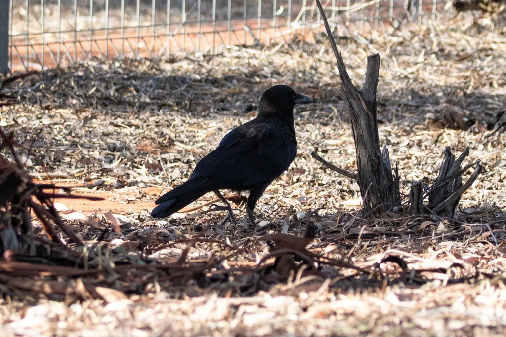 小嘴鸦(Corvus bennetti)