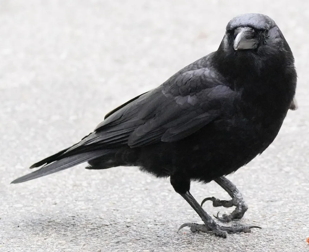 短嘴鸦(Corvus brachyrhynchos)