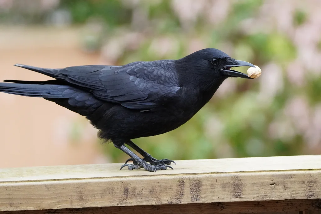 短嘴鸦(Corvus brachyrhynchos)