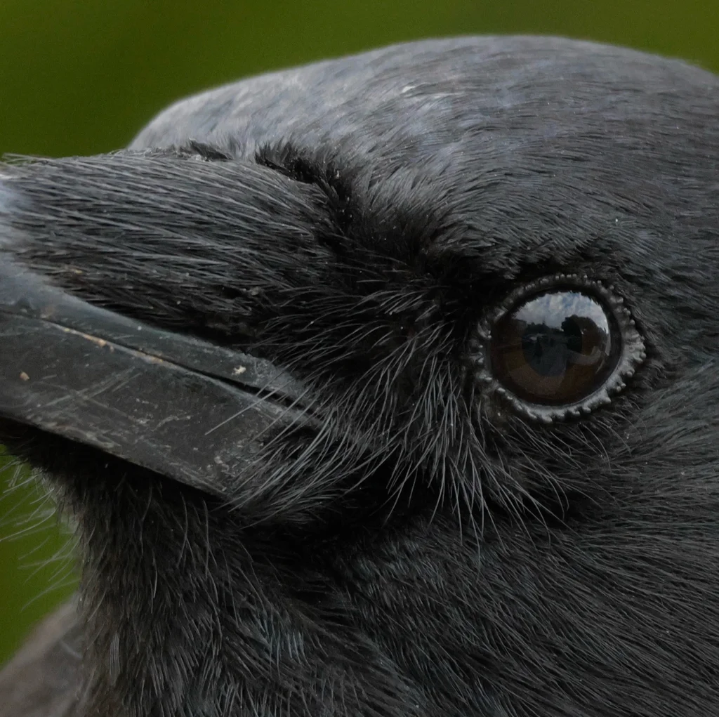 短嘴鸦(Corvus brachyrhynchos)