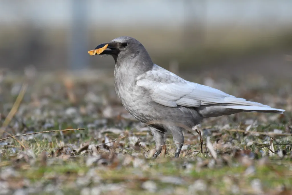 短嘴鸦(Corvus brachyrhynchos)