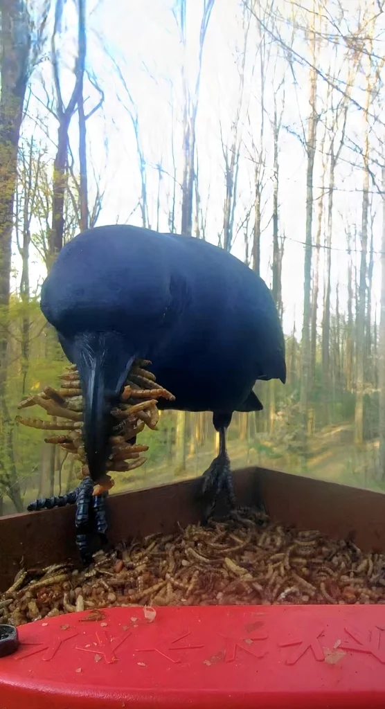 短嘴鸦(Corvus brachyrhynchos)
