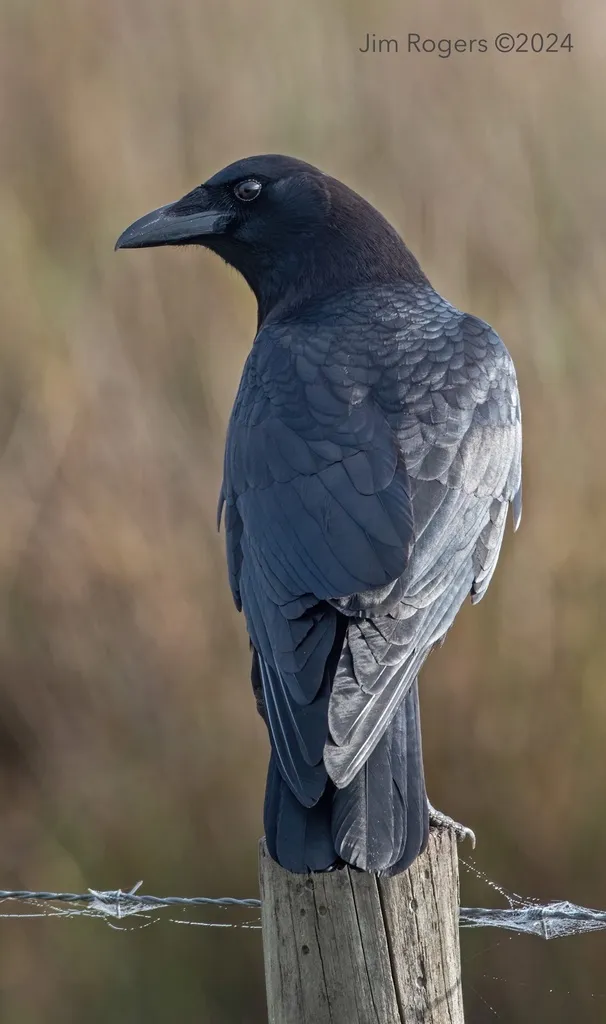 短嘴鸦(Corvus brachyrhynchos)