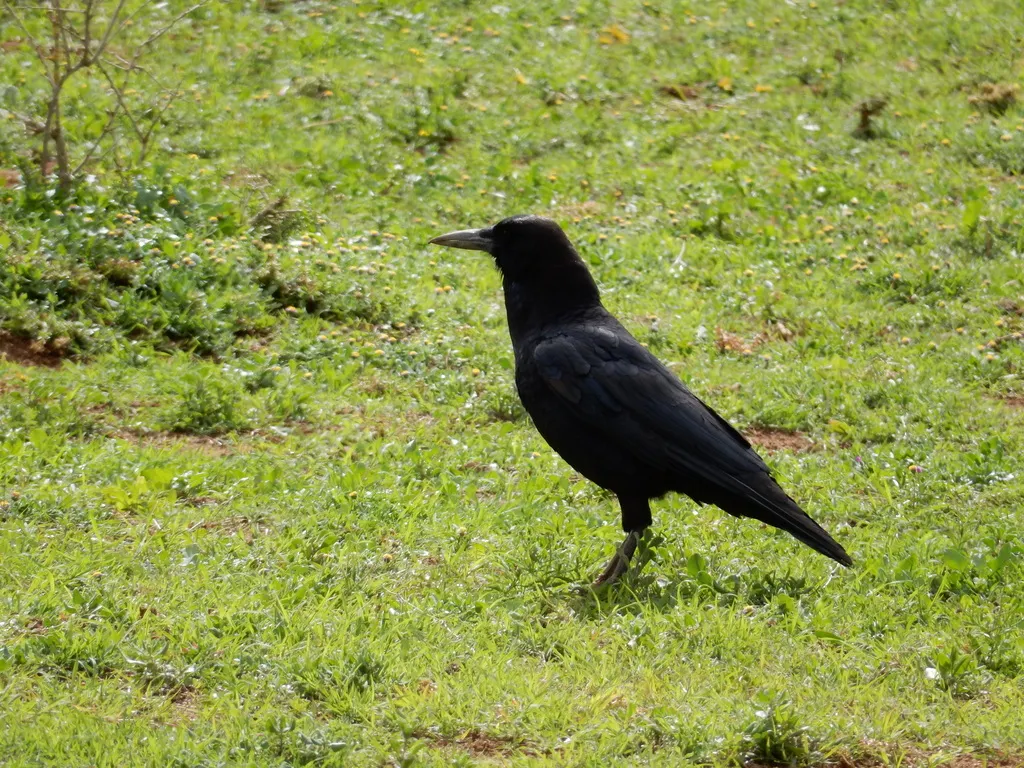 海角鸦(Corvus capensis)