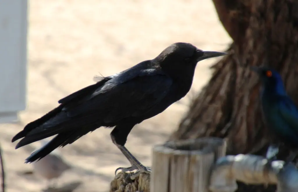 海角鸦(Corvus capensis)