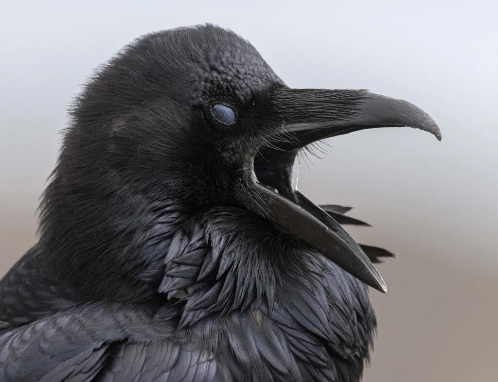 渡鸦(Corvus corax)