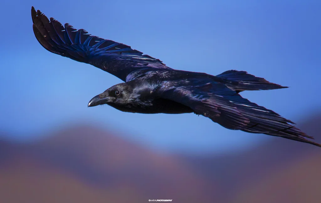 渡鸦(Corvus corax)