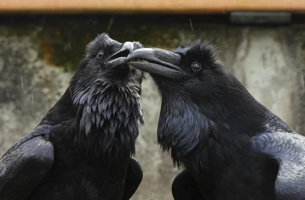 渡鸦(Corvus corax)