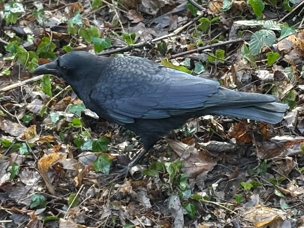 小嘴乌鸦(Corvus corone)