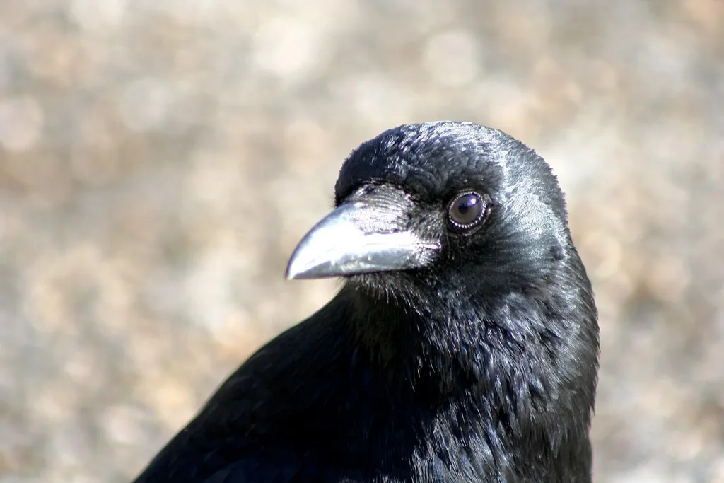 小嘴乌鸦(Corvus corone)