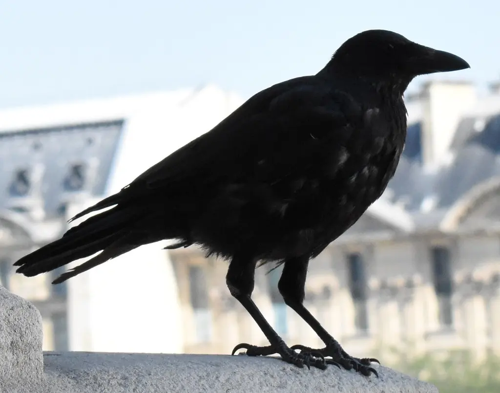 小嘴乌鸦(Corvus corone)