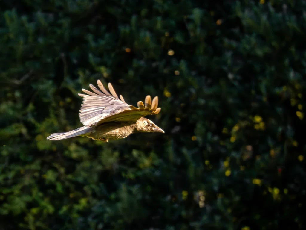小嘴乌鸦(Corvus corone)