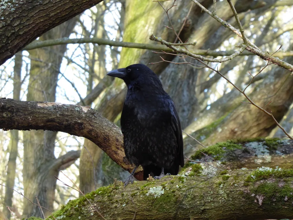 小嘴乌鸦(Corvus corone)
