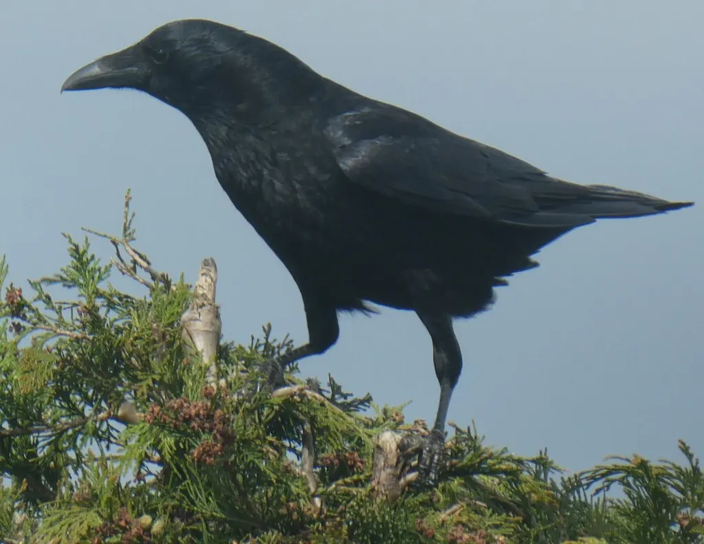 小嘴乌鸦(Corvus corone)