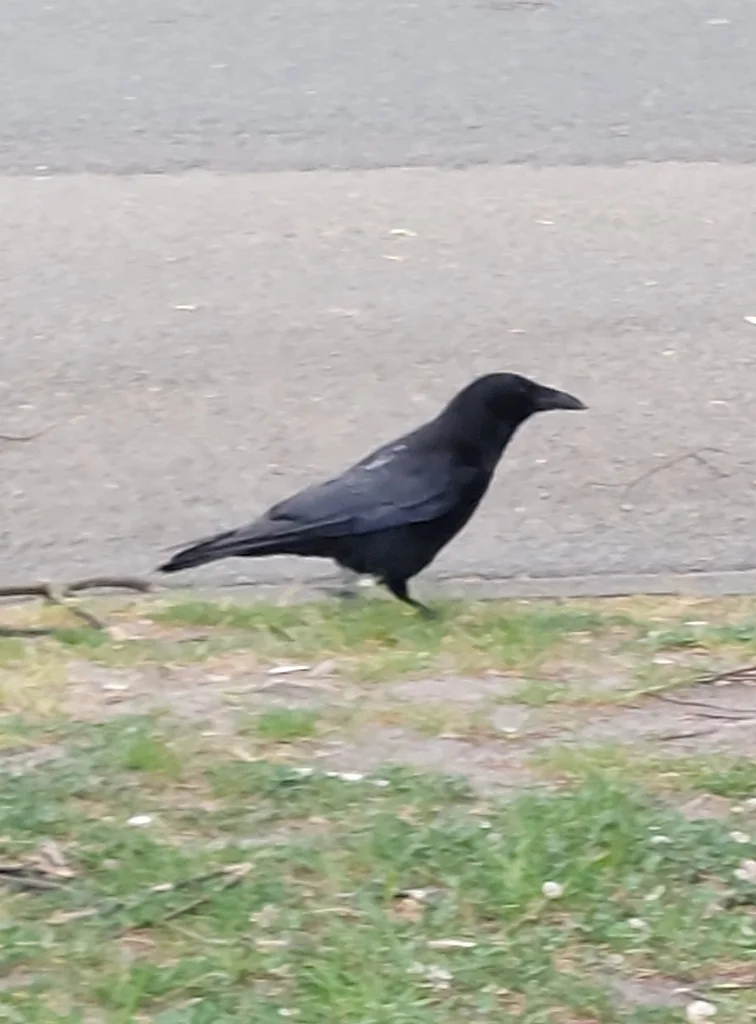 小嘴乌鸦(Corvus corone)