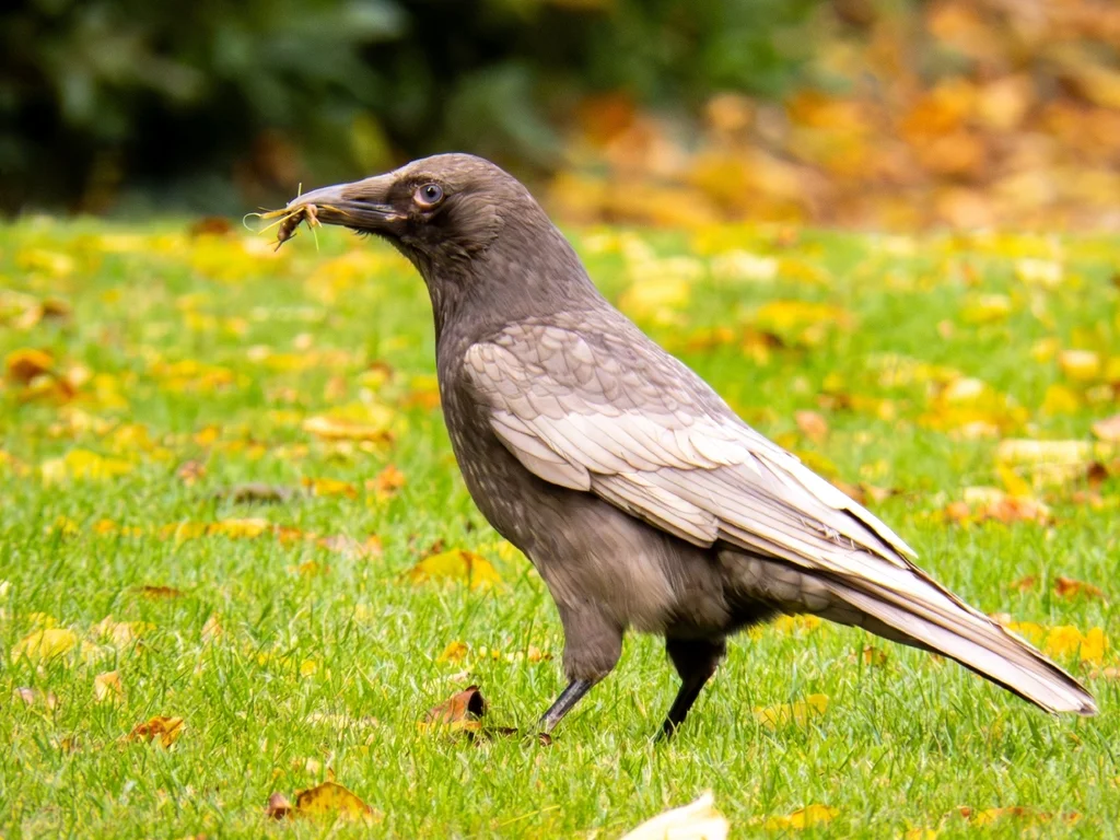 小嘴乌鸦（Corvus corone）