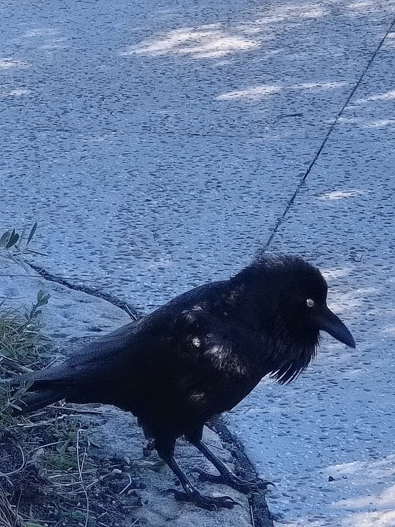 澳洲渡鸦(Corvus coronoides)