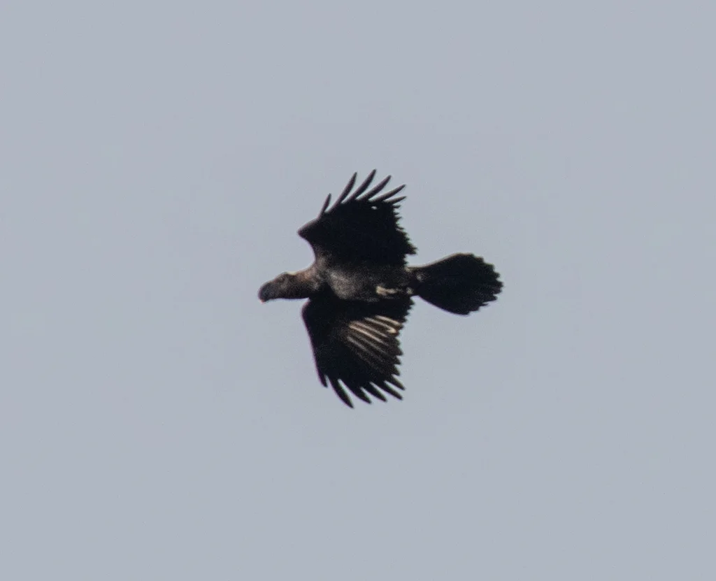 厚嘴渡鸦(Corvus crassirostris)