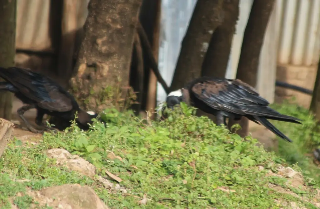厚嘴渡鸦(Corvus crassirostris)