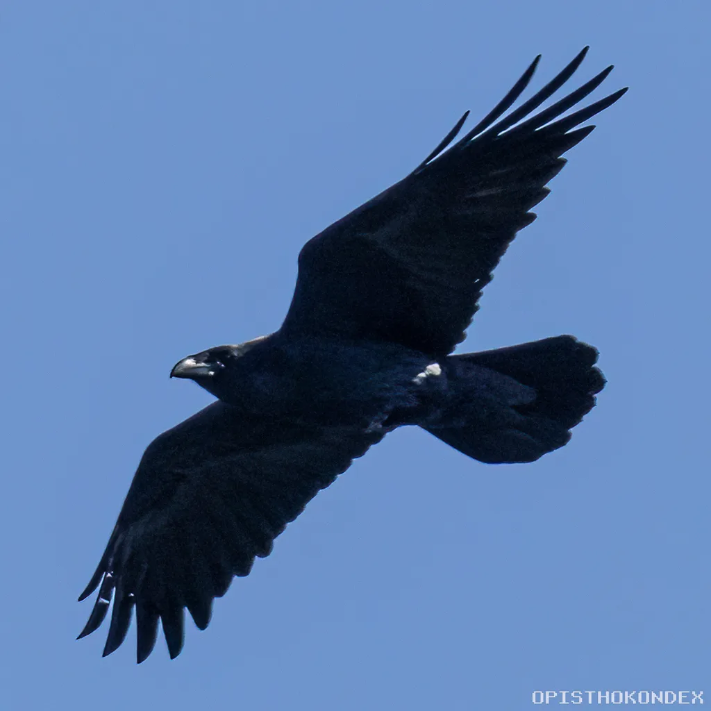 白颈渡鸦(Corvus cryptoleucus)