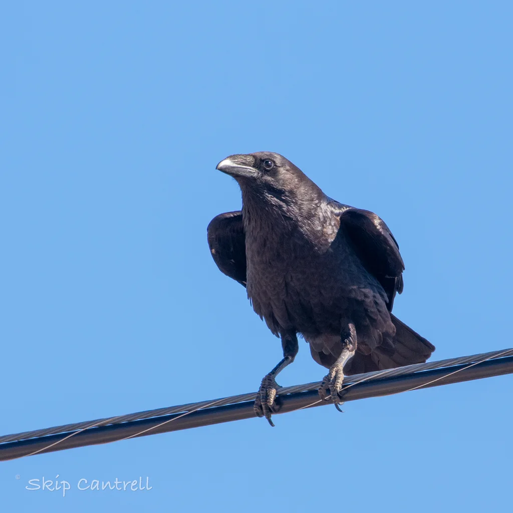 白颈渡鸦(Corvus cryptoleucus)