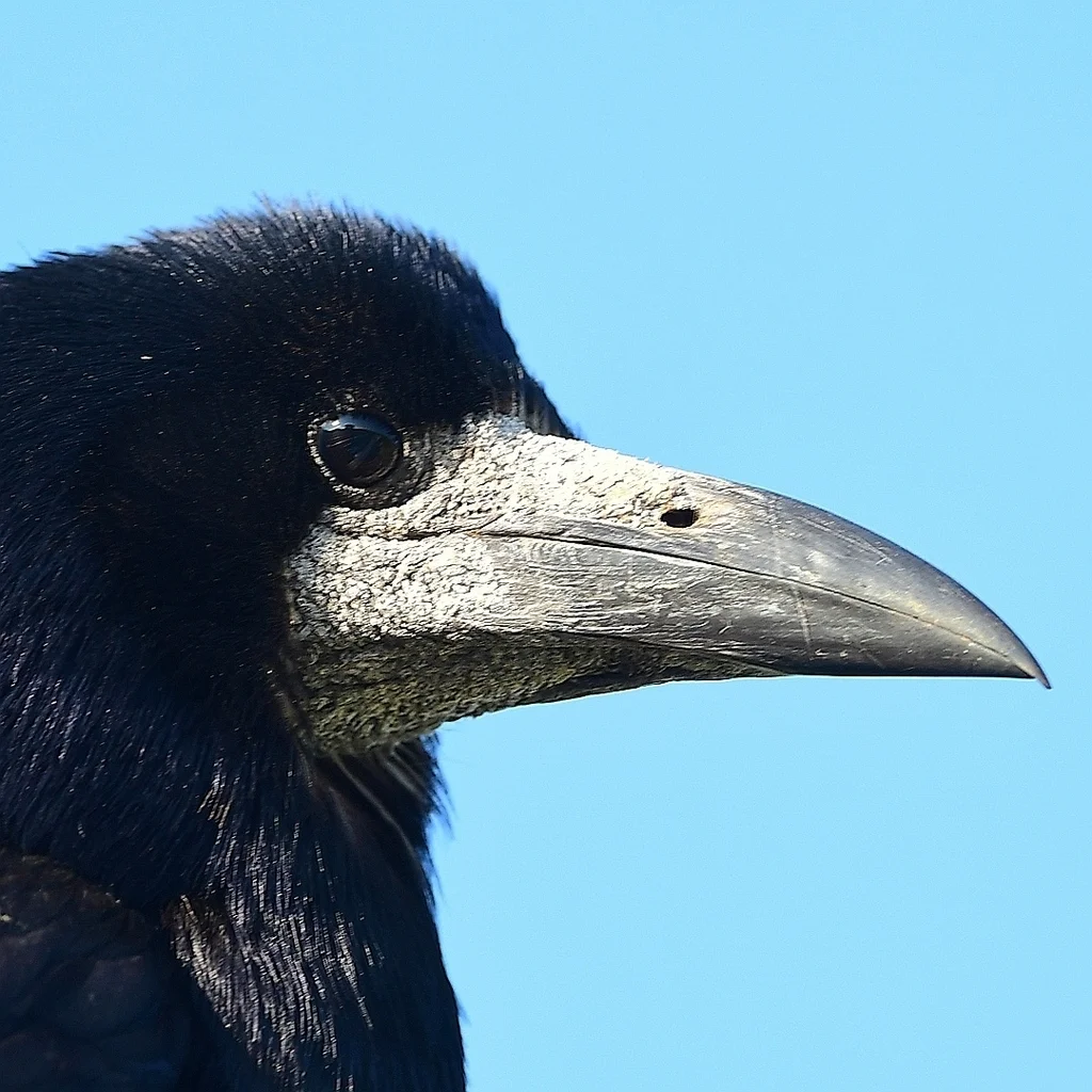 秃鼻乌鸦(Corvus frugilegus)