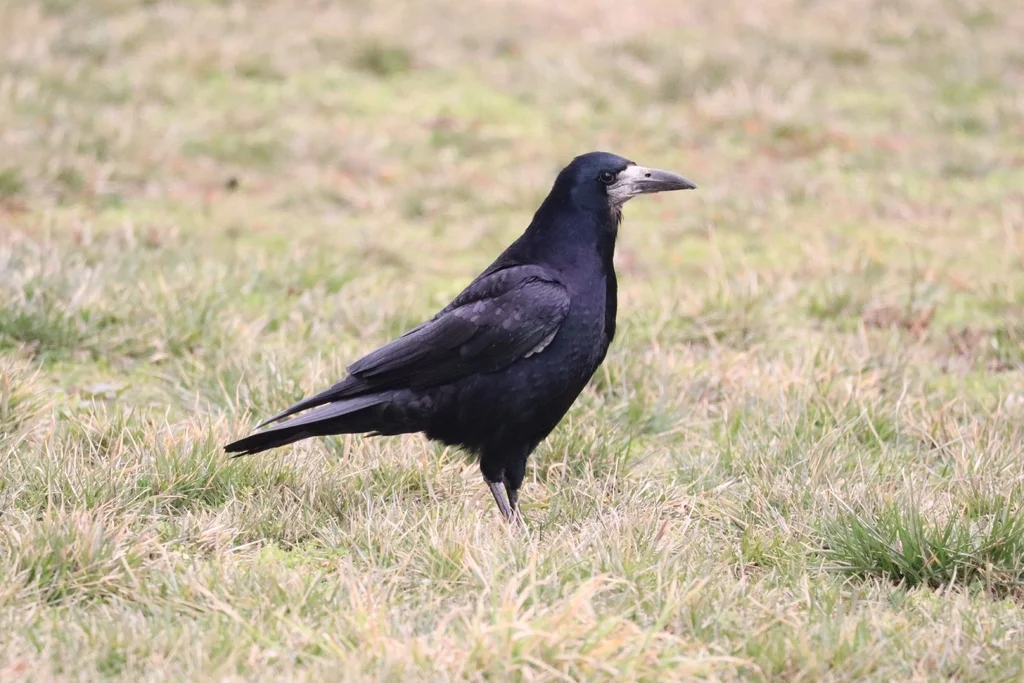 秃鼻乌鸦(Corvus frugilegus)
