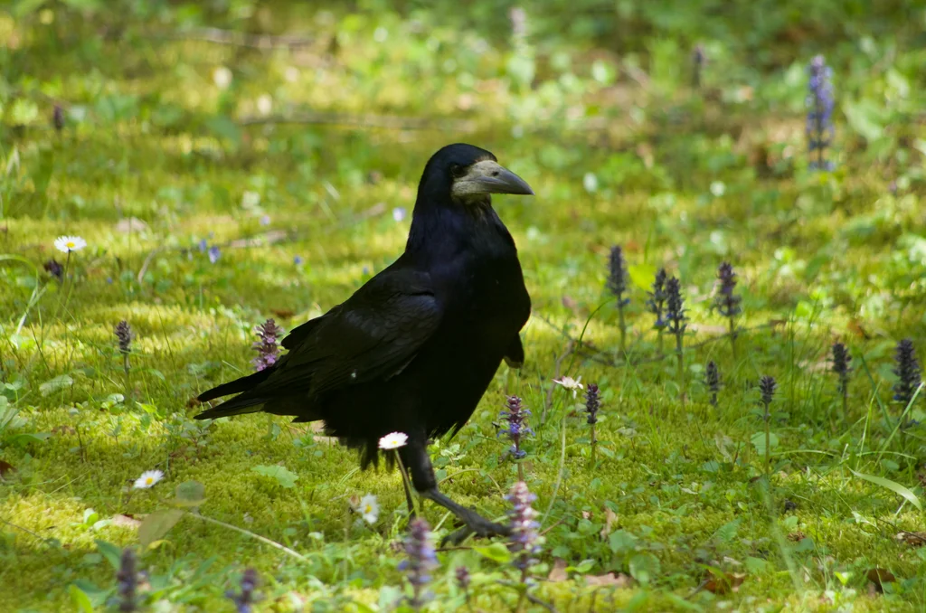 秃鼻乌鸦(Corvus frugilegus)
