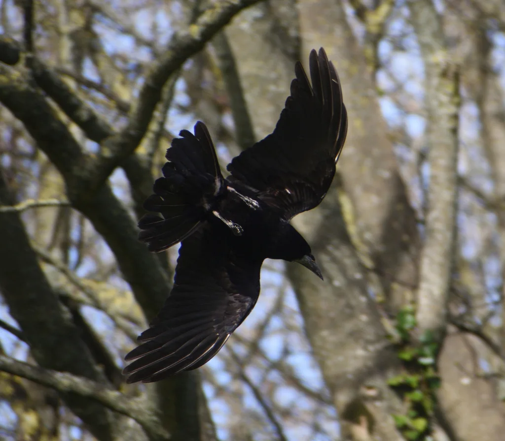 秃鼻乌鸦(Corvus frugilegus)