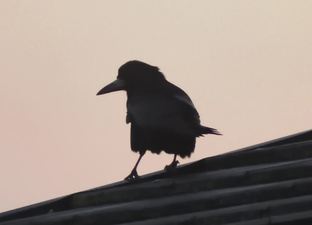 秃鼻乌鸦(Corvus frugilegus)