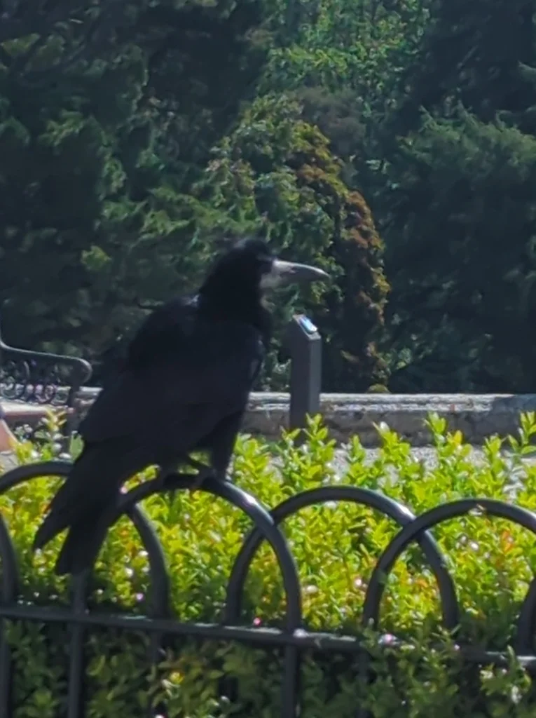 秃鼻乌鸦(Corvus frugilegus)