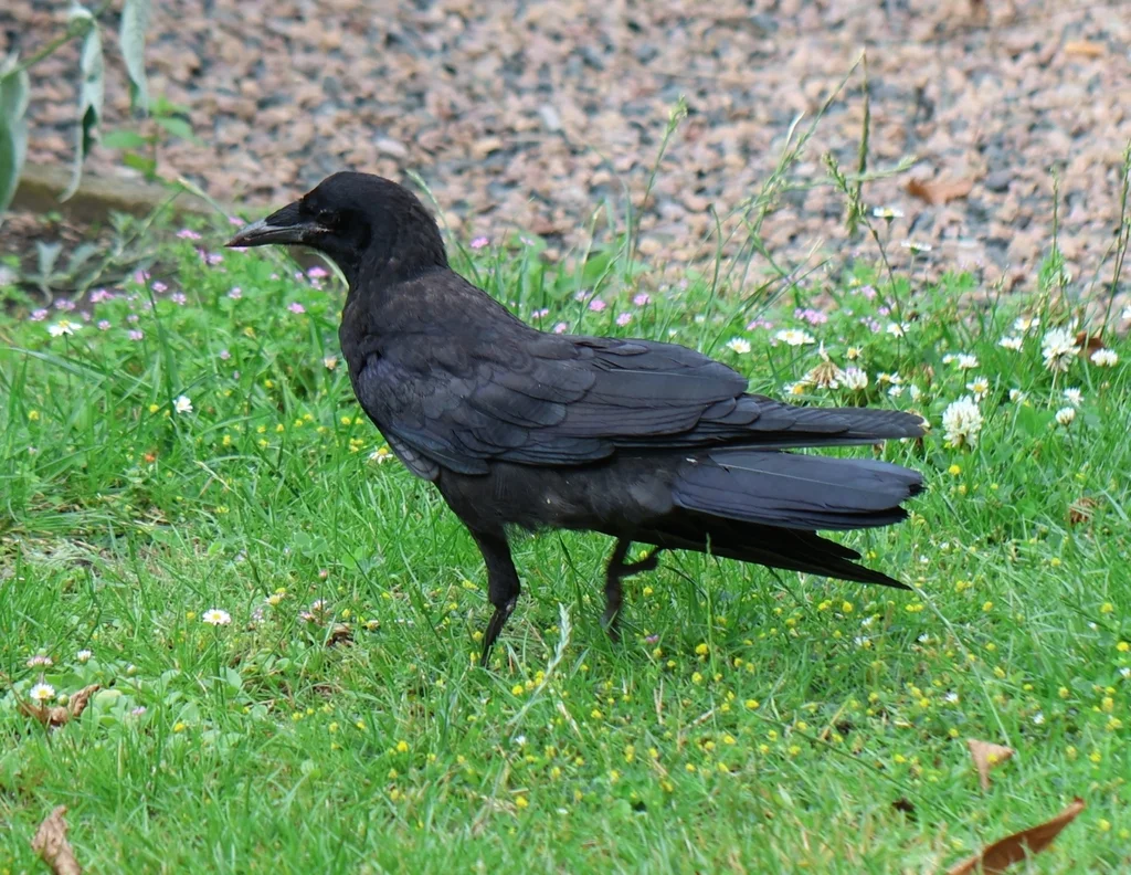秃鼻乌鸦(Corvus frugilegus)